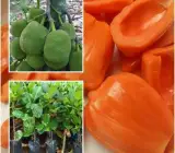 Red Jack Fruit ( grafting) Plant )