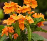 CROSSANDA FLOWERING PLANT