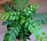 CURRY LEAVES PLANT