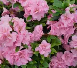 Azalea FLOWERING PLANTS(PURPLE)