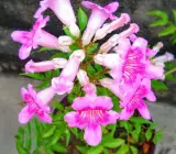 Tecoma flowering plant (PINK)