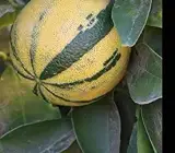 Sweet lime Variegated Mosambi (Grafted )