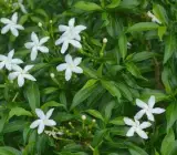 Plastic Tagar Flower Plant