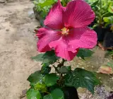 LAND LOTUS FLOWERING PLANT