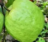 Thai 10 Guava Grafted Hybrid Fruit Plant – Premium Guava Live Plant