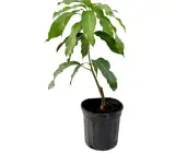 KOHITUR MANGO GRAFTING FRUIT PLANT