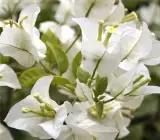 BOUGAINVILLEA FLOWERING PLANT(WHITE)