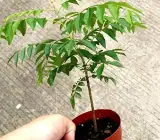 CURRY LEAVES PLANT