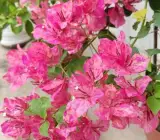 Kristina Bougainvillea