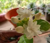 Arabian jasmine-(Bel ful)