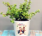 HHYBRID JADE PLANT
