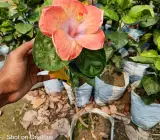 Australia hibiscus flowers plants(light orang)