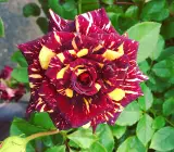 Abracadabra Rose Plant