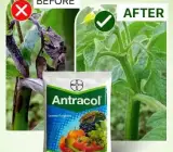 Antracol 70 WP Fungicide – Propineb 70% Plant Fungal Disease Control
