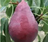 Babugosa(Red Pear) _ Grafted and Hybrid Plants