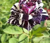 Abracadabra Rose- Grafting Plant