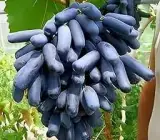 Moon Drop Grape Live Fruit Plant – Premium Sweet Black Grape Vine for Home Garden