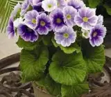 PRIMULA OBCONICA FLOWERING PLANT(VIOLET)