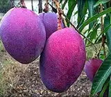 Palmer Mango Grafting Plant