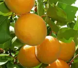 APRICOT FRUIT PLANT