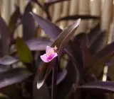 Purple heart HANGING PLANT
