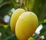 Mallika mango Fruit plant