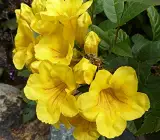 Tecoma flowering plant (Yellow)