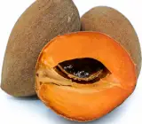 Rare Mamey Sapote Fruit Plant