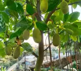 All time Jackfruit Plant _ Grafted and Hybrid Plants
