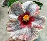 AUSTRILIAN HIBISCUS PLANT(off-white & red shed)