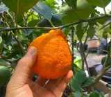 Dekopon orange plant