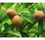 KALAPATI CHIKU(SAPHOTA)GRAFTING FRUIT PLANT