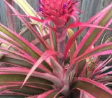Red Pineapple fruit plant