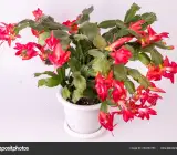 CHRISTMAS CACTUS PLANT