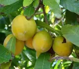 Abiu Fruit Plant – Pouteria Caimito Sweet Exotic Live Fruit Plant