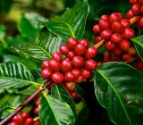 Coffee Fruit plant