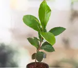 Indian Almond Fruit plant
