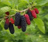 Chiang Mai 60 Mulberry Live Plant – Sweet & Juicy Premium Mulberry Fruit Plant