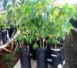 Grafted Avocado plant