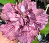 Hybrid Thoka Hibiscus Plant