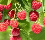 thornless Raspberry