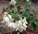 Mussaenda white flower plant