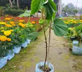 DOMBEYA FLOWERING PLANT(WHITE)