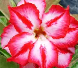 Rosy Variety Grafting Adenum plant