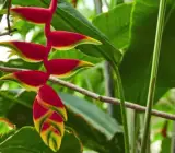 Heliconia Rostrata Flowering Plants