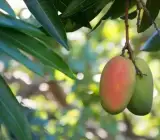 Toledo Mango Plant _ Grafted and Hybrid Plants