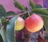 Elhabad Surkha Guava