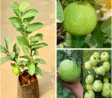 L-49 Guava-frut plant