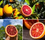 Moraco RED Blad ORANGE FRUIT PLANT