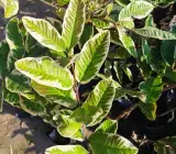 Grafting variegated Guava plant